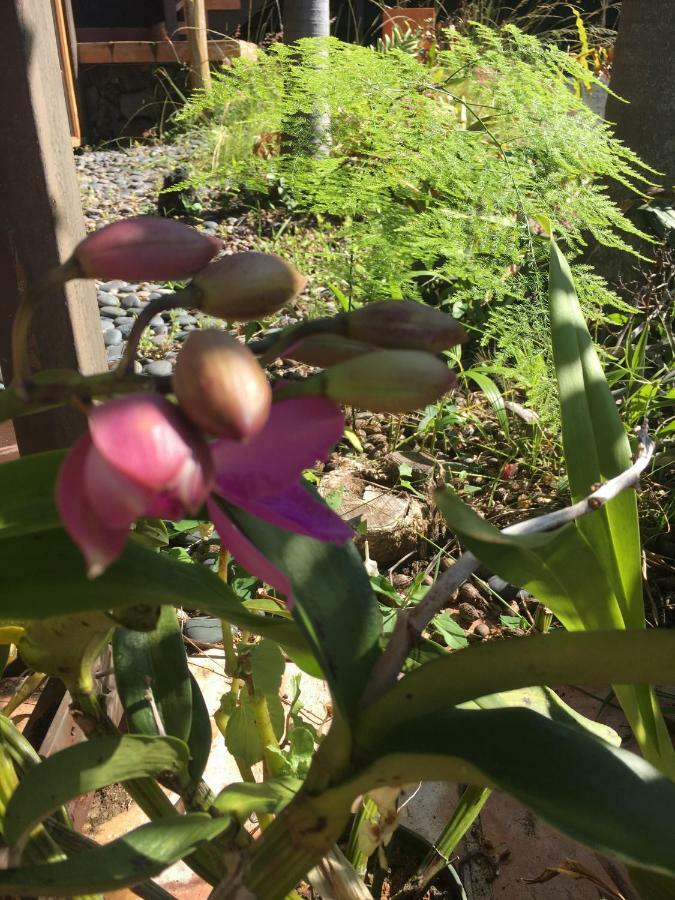 Holualoa Bungalows Keauhou Bagian luar foto